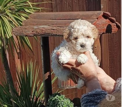 Gatos en Venta Villa Alemana Valparaíso - Fotos de Bellísimos cachorritos Poodle Toy