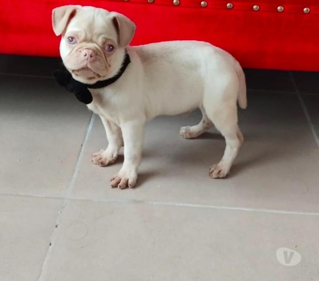 Gatos en Venta Concepción Coronel - Fotos de Pug pink rosado