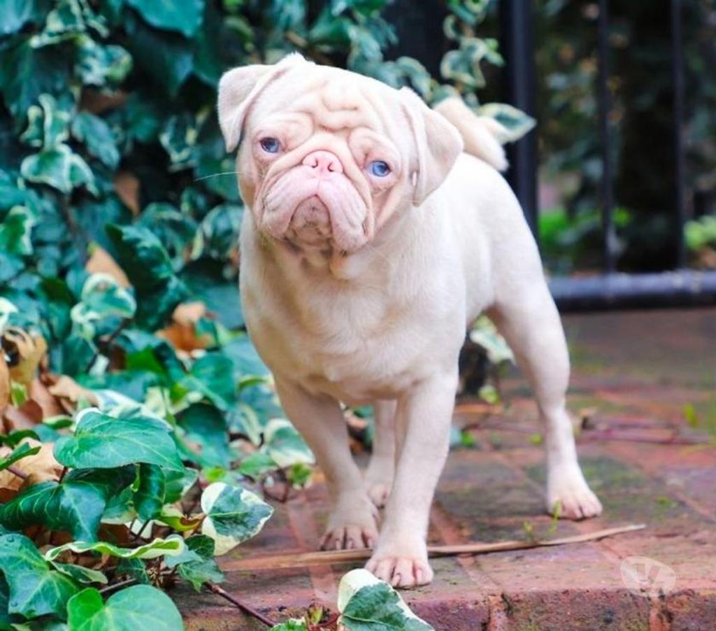 Gatos en Venta Concepción Coronel - Fotos de Pug pink rosado