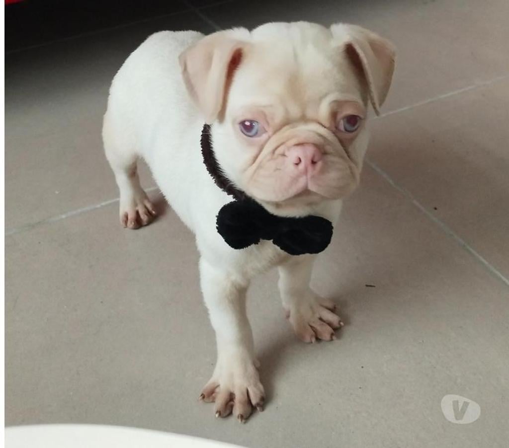 Gatos en Venta Concepción Coronel - Fotos de Pug pink rosado