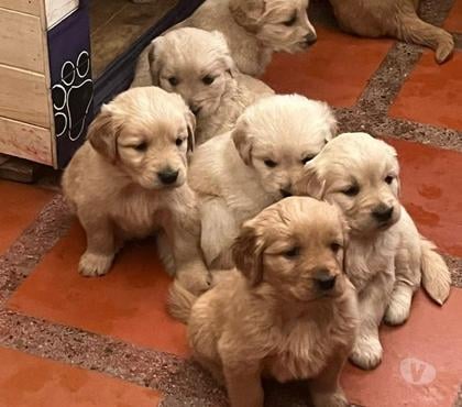 Mascotas en Chile La Florida Santiago - Fotos de Golden retriever $160.000