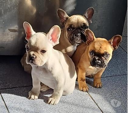 Mascotas en Venta Recoleta Santiago - Fotos de Hermosos bulldog frances