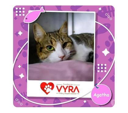 Mascotas Adopción La Reina Santiago - Fotos de Agatha busca un hogar