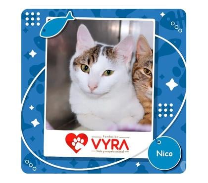 Adopción de Perros La Reina Santiago - Fotos de Nico busca un hogar
