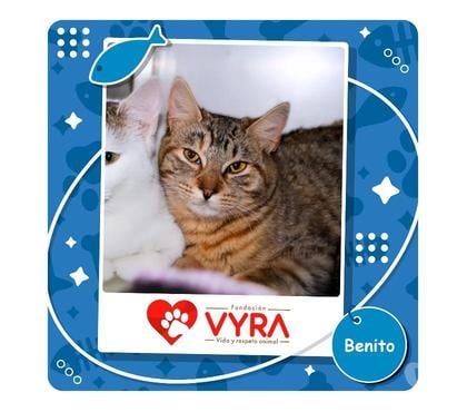 Adopción de Perros La Reina Santiago - Fotos de Benito busca una familia