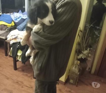Mascotas en Venta Vitacura Santiago - Fotos de Cachorra 3 meses Border Collie rebajafisima $130.000