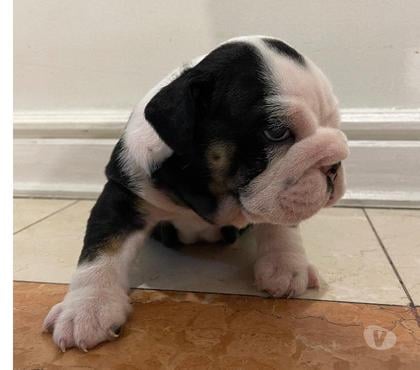 Venta de Mascotas Las Condes Santiago - Fotos de Cachorros bulldog inglés (entrega inmediata💳)