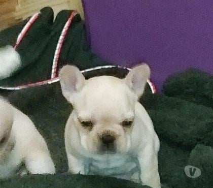 Mascotas en Venta Recoleta Santiago - Fotos de Bulldog francés 996378805