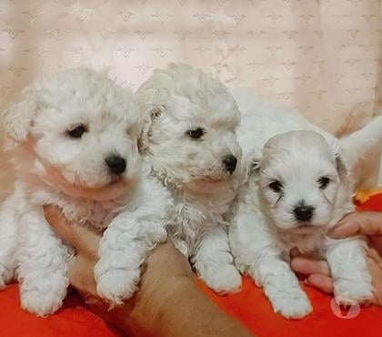 Gatos en Venta La Florida Santiago - Fotos de Poodle maltes perritos
