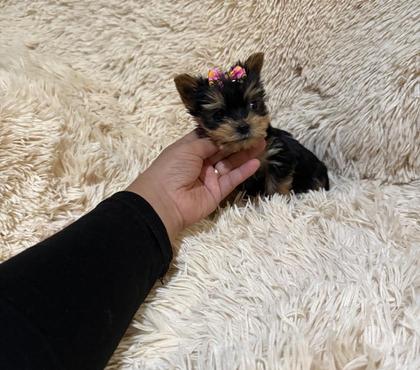Venta de Mascotas Lo Barnechea Santiago - Fotos de Yorkshire miniatura