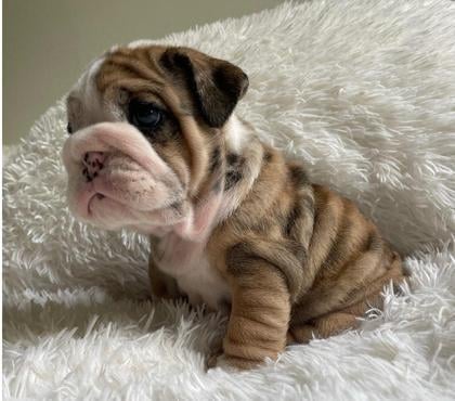 Venta de Mascotas Las Condes Santiago - Fotos de Hermosos bulldog inglés (ENTREGA INMEDIATA💳)