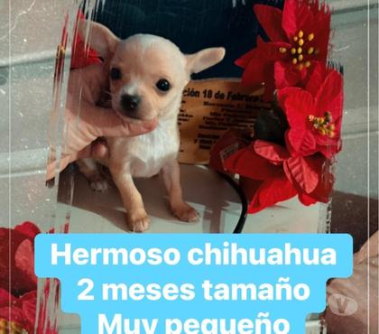 Venta de Mascotas La Cisterna Santiago - Fotos de Hermoso machito chihuahua mini