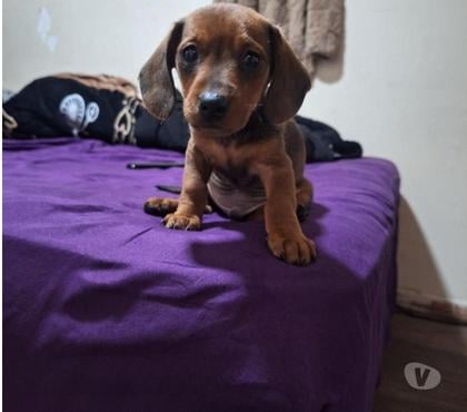 Gatos en Venta Santiago Santiago - Fotos de Ventas de cachorro salchicha