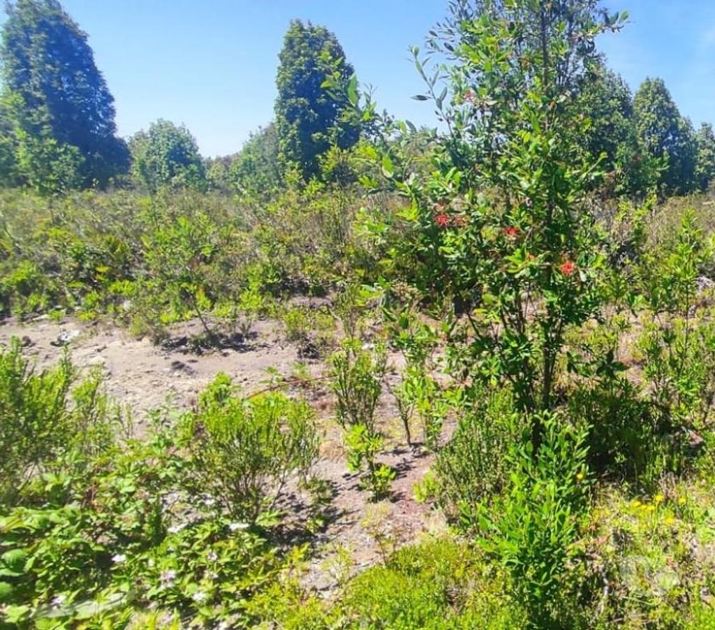 Parcelas en Venta Llanquihue Calbuco - Fotos de Invierte donde tu dinero crece