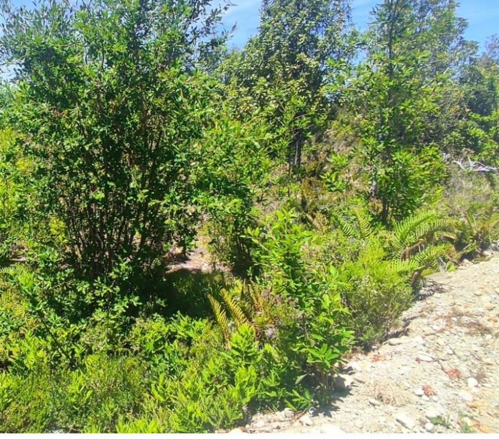 Parcelas en Venta Llanquihue Calbuco - Fotos de Invierte donde tu dinero crece