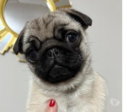 Mascotas en Venta Peñalolén Santiago - Fotos de Cachorro raza pug carlino