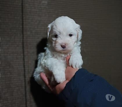 Gatos en Venta La Pintana Santiago - Fotos de Hermoso poodles