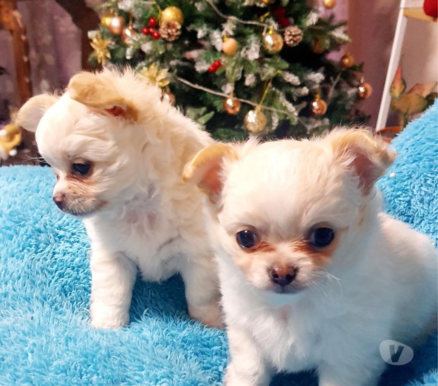 Gatos en Venta Santiago Maipú - Fotos de CHIHUAHUAS PELO LARGO PADRES INSCRITOS EN KENNEL.