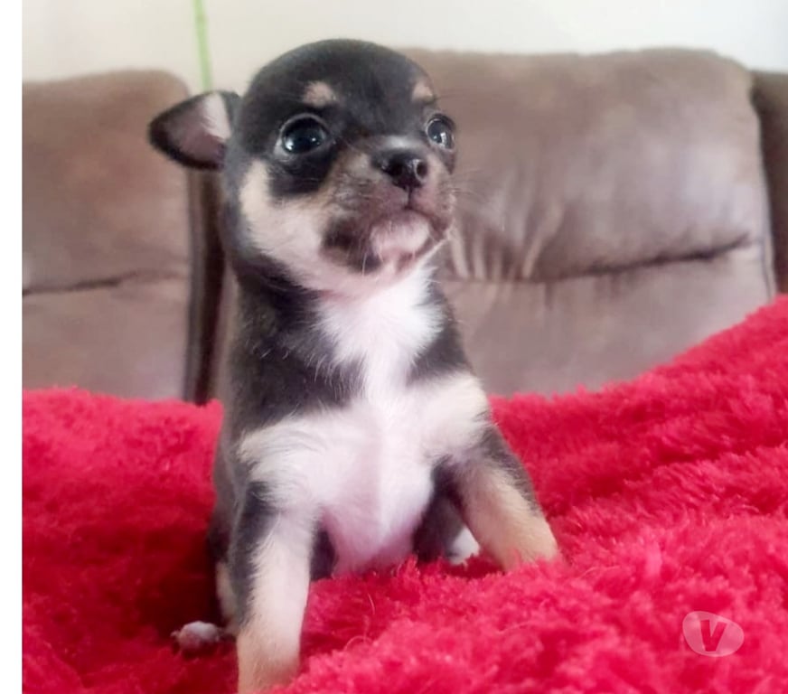 Gatos en Venta Santiago Maipú - Fotos de CHIHUAHUAS CABECITA DE MANZANA PADRES INSCRITOS EN KENNEL.