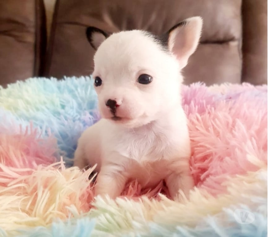 Gatos en Venta Santiago Maipú - Fotos de CHIHUAHUAS CABECITA DE MANZANA PADRES INSCRITOS EN KENNEL.