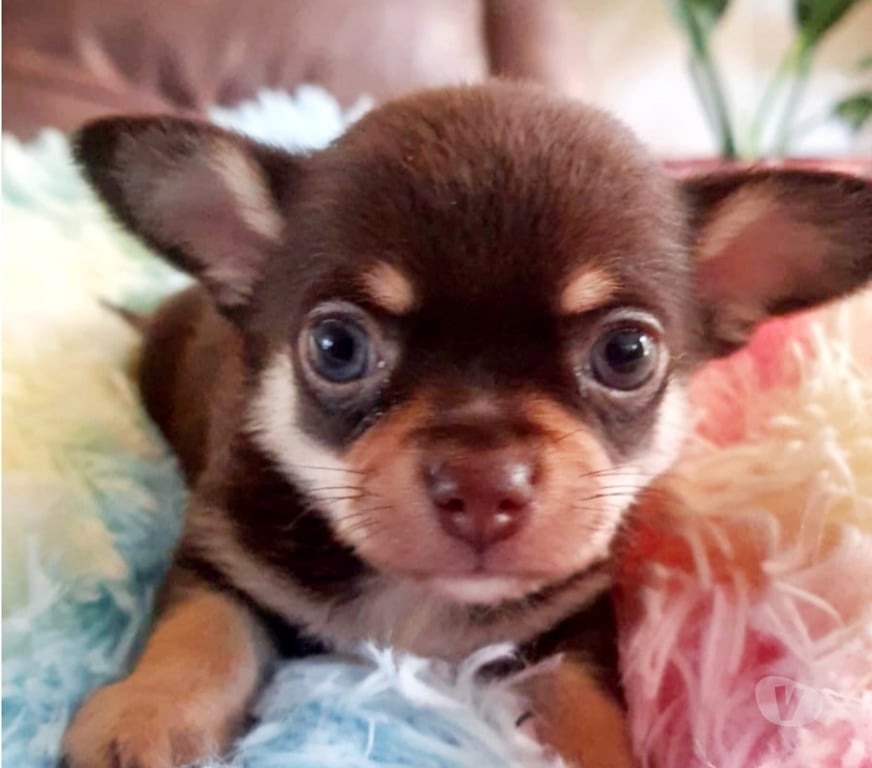 Gatos en Venta Santiago Maipú - Fotos de CHIHUAHUAS CABECITA DE MANZANA PADRES INSCRITOS EN KENNEL.