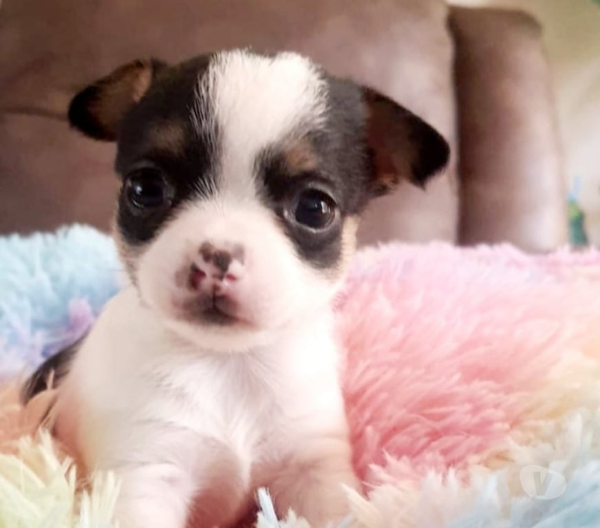 Gatos en Venta Santiago Maipú - Fotos de CHIHUAHUAS CABECITA DE MANZANA PADRES INSCRITOS EN KENNEL.