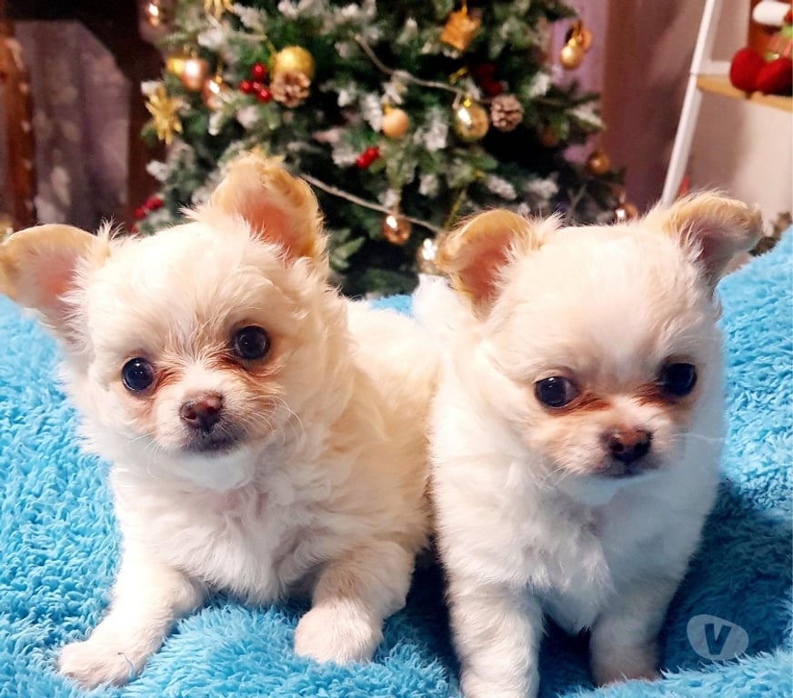 Gatos en Venta Santiago Maipú - Fotos de CHIHUAHUAS PELO LARGO PADRES INSCRITOS EN KENNEL.