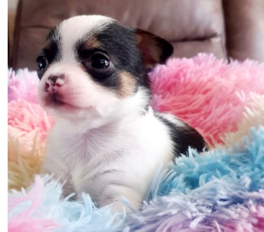 Gatos en Venta Santiago Maipú - Fotos de CHIHUAHUAS CABECITA DE MANZANA PADRES INSCRITOS EN KENNEL.