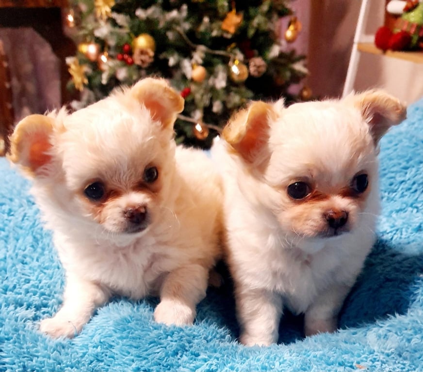 Gatos en Venta Santiago Maipú - Fotos de CHIHUAHUAS PELO LARGO PADRES INSCRITOS EN KENNEL.