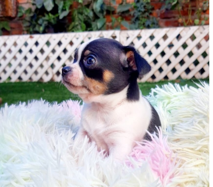 Gatos en Venta Santiago Maipú - Fotos de BELLOSCHIHUAHUAS CABEZA DE MANZ. PADRES INSCRITOS EN KENNEL.