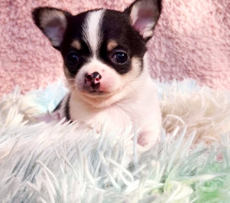 Gatos en Venta Santiago Maipú - Fotos de BELLOSCHIHUAHUAS CABEZA DE MANZ. PADRES INSCRITOS EN KENNEL.