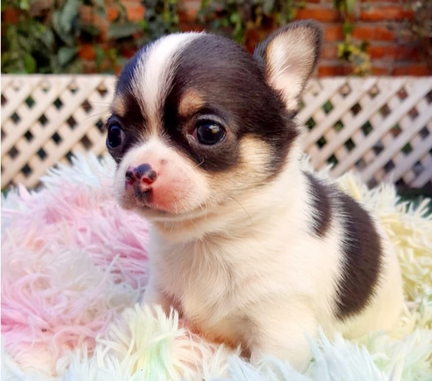 Gatos en Venta Santiago Maipú - Fotos de BELLOSCHIHUAHUAS CABEZA DE MANZ. PADRES INSCRITOS EN KENNEL.