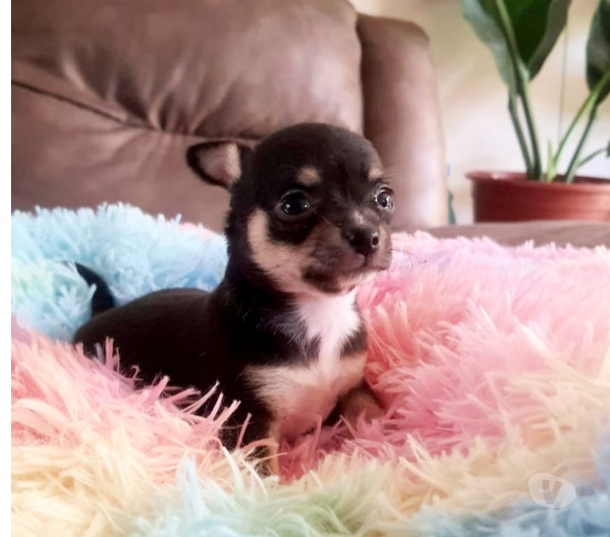 Gatos en Venta Santiago Maipú - Fotos de CHIHUAHUAS CABECITA DE MANZANA PADRES INSCRITOS EN KENNEL.