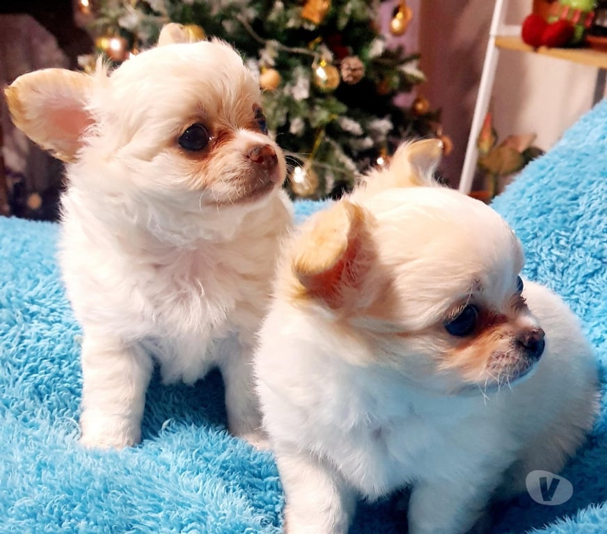 Gatos en Venta Santiago Maipú - Fotos de CHIHUAHUAS PELO LARGO PADRES INSCRITOS EN KENNEL.