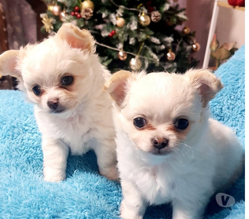 Gatos en Venta Santiago Maipú - Fotos de CHIHUAHUAS PELO LARGO PADRES INSCRITOS EN KENNEL.