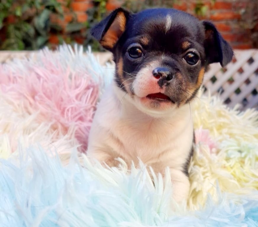 Gatos en Venta Santiago Maipú - Fotos de BELLOSCHIHUAHUAS CABEZA DE MANZ. PADRES INSCRITOS EN KENNEL.