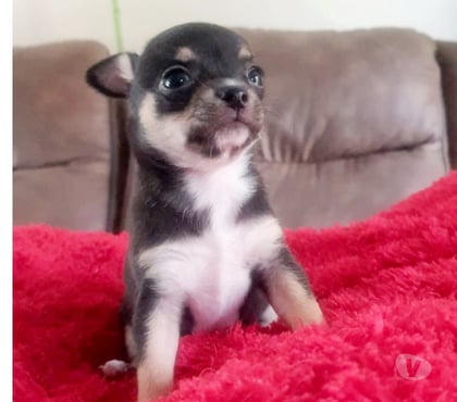 Venta de Mascotas Maipú Santiago - Fotos de CHIHUAHUAS CABECITA DE MANZANA PADRES INSCRITOS EN KENNEL.