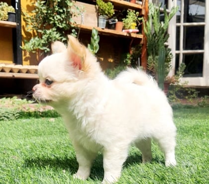 Fotos de CHIHUAHUA PELO LARGO PADRES INSCRITOS EN KENNEL.