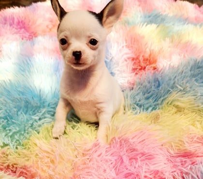 Venta de Mascotas Maipú Santiago - Fotos de CHIHUAHUAS CABECITA DE MANZANA PADRES INSCRITOS $300.000.