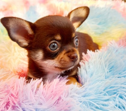 Venta de Mascotas Maipú Santiago - Fotos de CHIHUAHUAS CABECITA DE MANZANA PADRES INSCRITOS EN KENNEL.