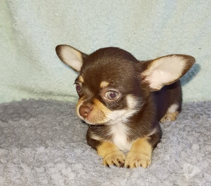 Venta de Mascotas Maipú Santiago - Fotos de CHIHUAHUAS CABECITA DE MANZANA PADRES INSCRITOS $300.000.