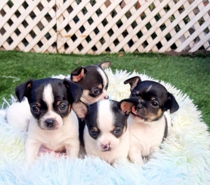 Venta de Mascotas Maipú Santiago - Fotos de BELLOSCHIHUAHUAS CABEZA DE MANZ. PADRES INSCRITOS EN KENNEL.