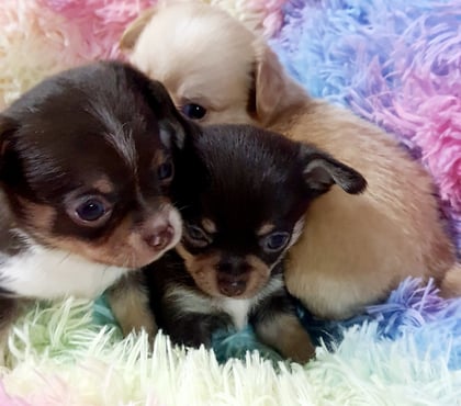 Fotos de CHIHUAHUAS CABECITA DE MANZANA PADRES INSCRITOS EN KENNEL.
