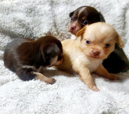 Fotos de CHIHUAHUAS CABECITA DE MANZANA PADRES INSCRITOS EN KENNEL.