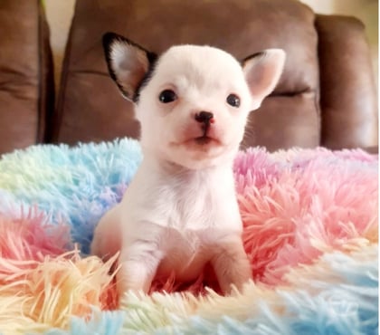 Fotos de CHIHUAHUAS CABECITA DE MANZANA PADRES INSCRITOS EN KENNEL.