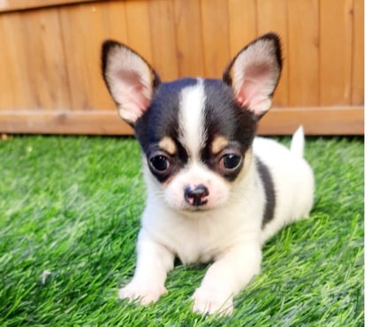 Venta de Mascotas Maipú Santiago - Fotos de BELLO CHIHUAHUA CABEZA DE MANZ. PADRES INSCRITOS EN KENNEL.