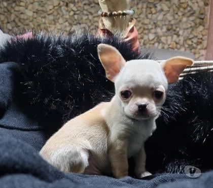 Gatos en Venta Recoleta Santiago - Fotos de Bellos machitos
