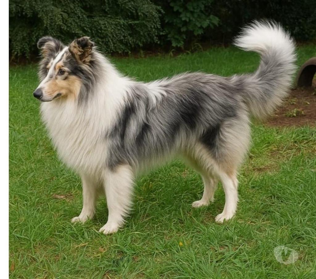 Gatos en Venta Llanquihue Puerto Montt - Fotos de Hermosos cachorros rough collie