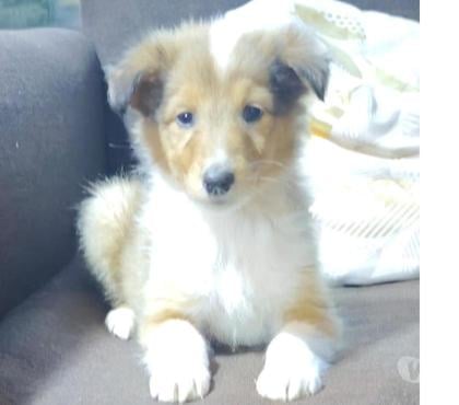 Gatos en Venta Puerto Montt Llanquihue - Fotos de Hermosos cachorros rough collie