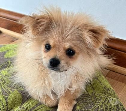 Mascotas en Venta Las Condes Santiago - Fotos de Se vende hermoso macho Pomerania